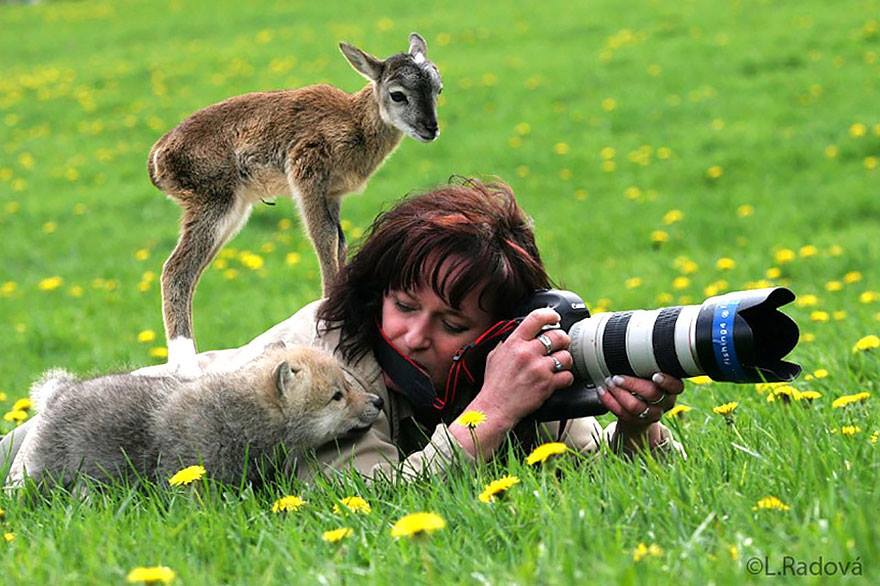 animales enamorados de la cámara ciervo
