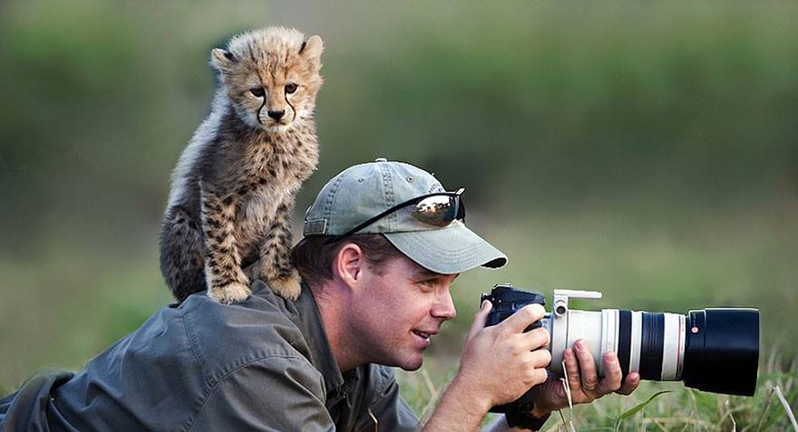 animales enamorados de la cámara cría guepardo