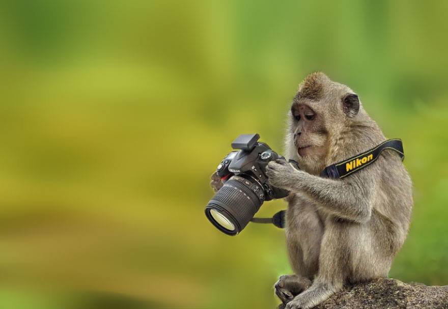 animales enamorados de la cámara mono