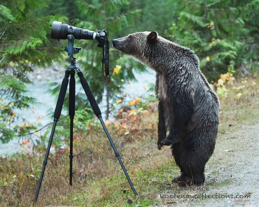animales enamorados de la cámara oso