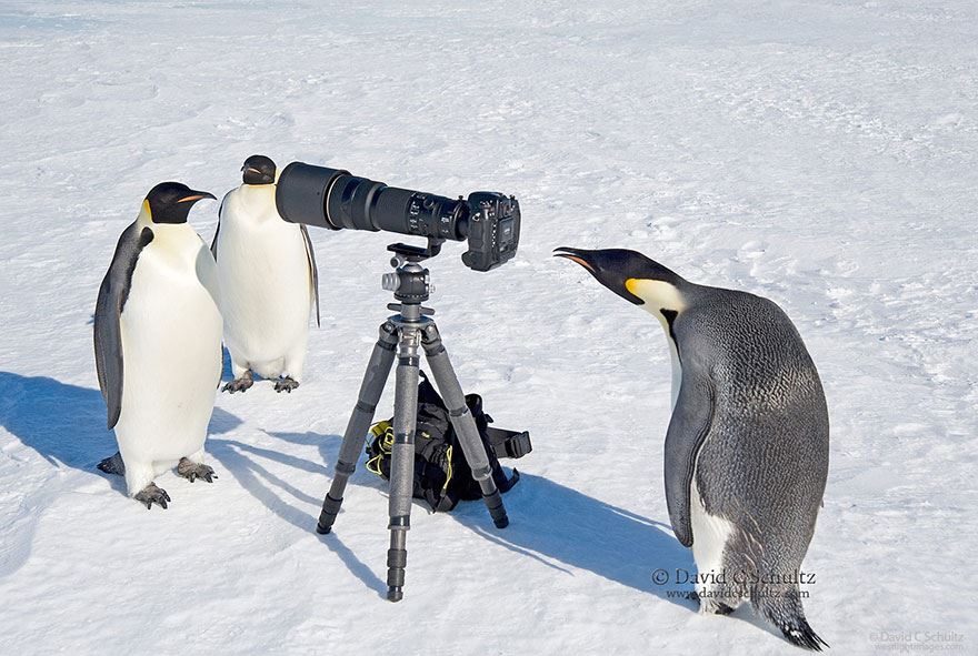 animales enamorados de la cámara pingüinos