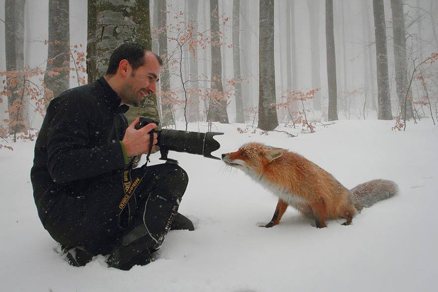 animales enamorados de la cámara zorro nieve