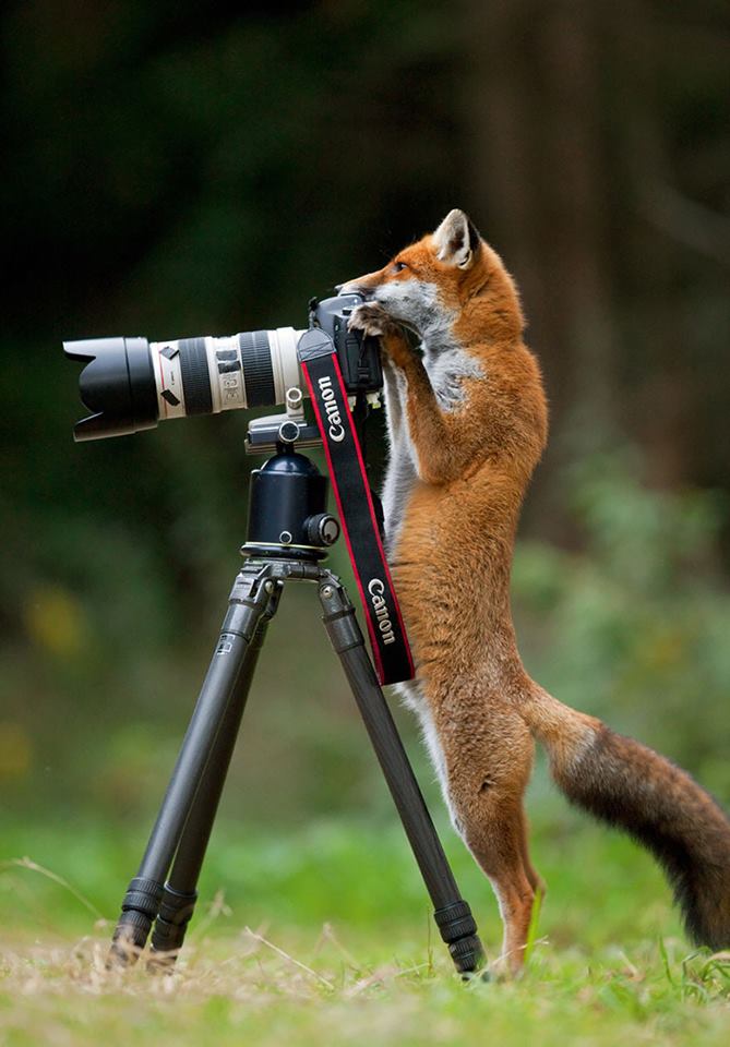 animales enamorados de la cámara zorro