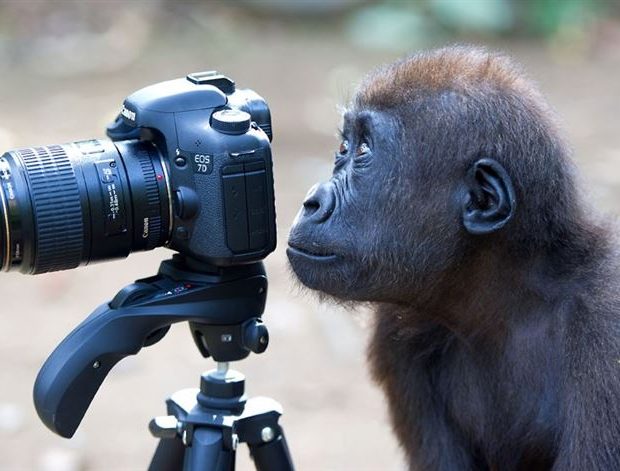animales fotografos cámara mono