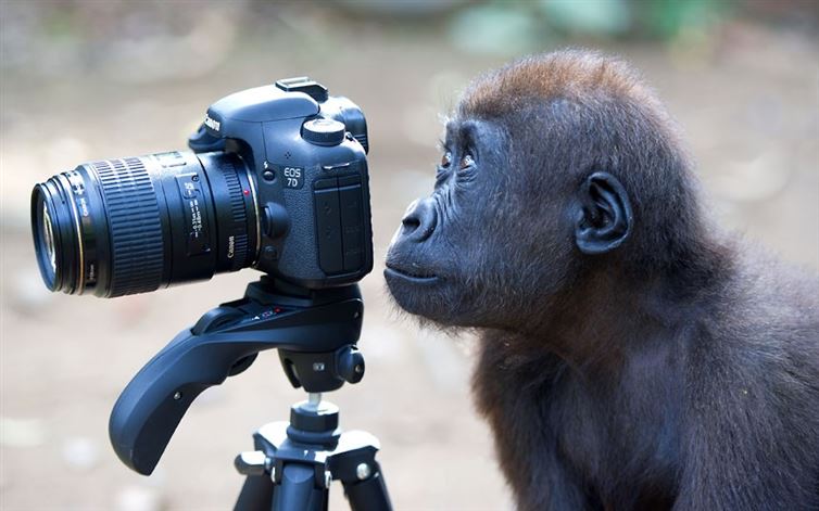 animales fotografos cámara mono