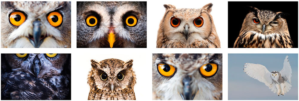 buhos owls ojos